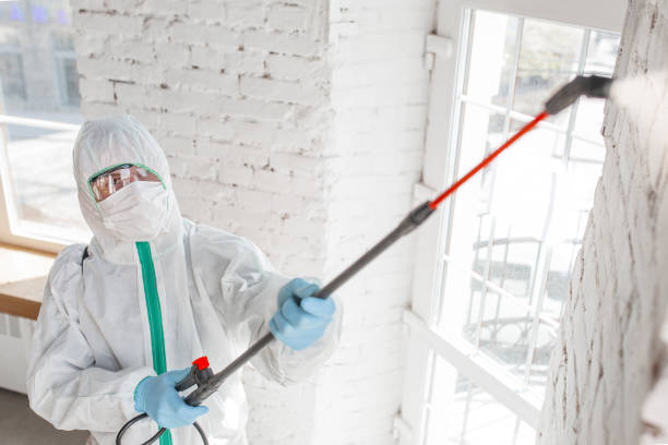 Best Mold Remediation for Specific Building Types in Bemiss, GA